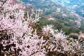 （永久下架）2017丁宅桃花节—— 小雨带你去春游