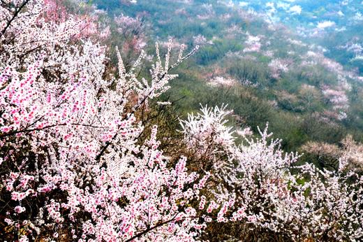 （永久下架）2017丁宅桃花节—— 小雨带你去春游 商品图0