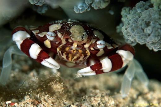 【度假村】印尼达拉湾Derawan Dive Resort潜水套餐 商品图7