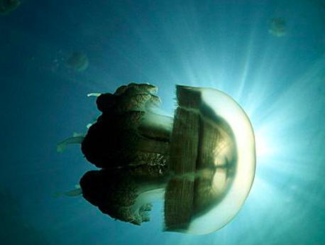 【度假村】印尼达拉湾Derawan Dive Resort潜水套餐 商品图6