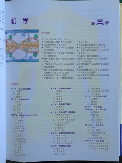 功能解剖：肌与骨骼的解剖——功能及触诊 商品图5