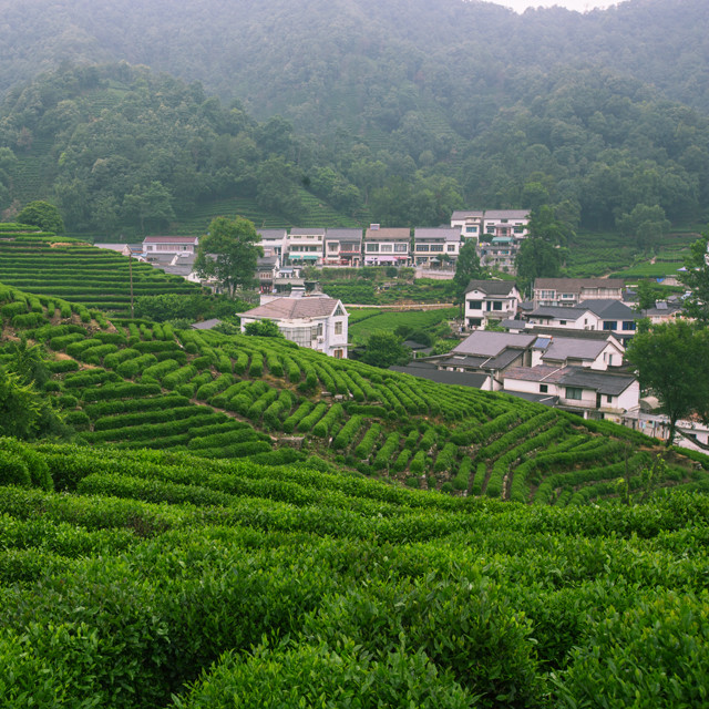 江南水乡·狮峰山明前特级西湖龙井