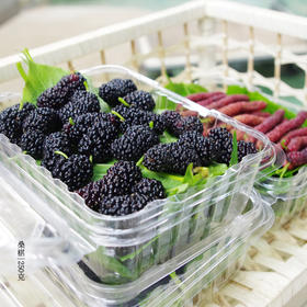 有机桑葚团购 | 绿家自产*Organic mulberry | Self-production