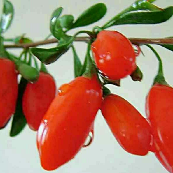 ĺزר