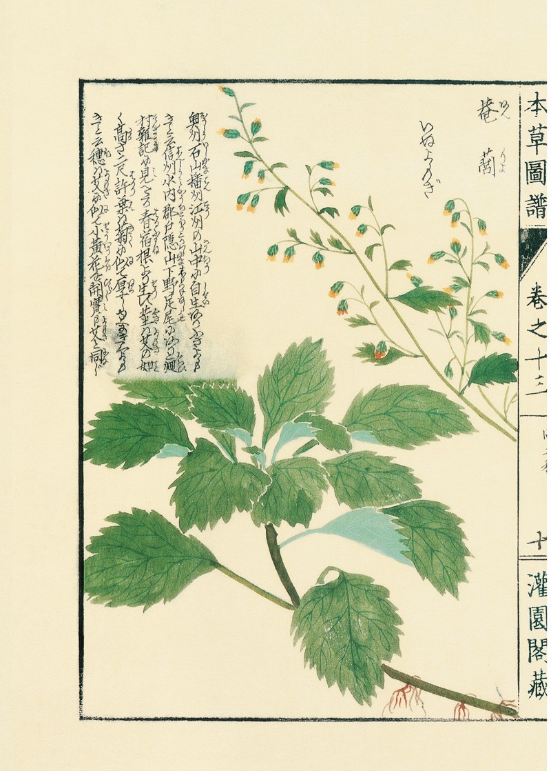 古刻新韵第七辑:本草图谱(全套10册\/李时珍《本草纲目》图文彩图\/自然科学、植物科普、美术读物)