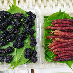 绿家自产 | 有机桑葚6盒团购