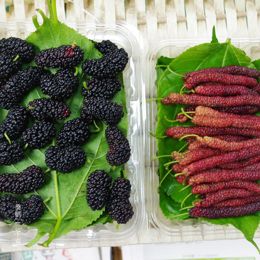 绿家自产 | 有机桑葚6盒团购 商品图0