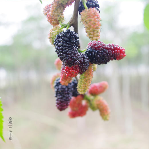 绿家自产 | 有机桑葚6盒团购 商品图2