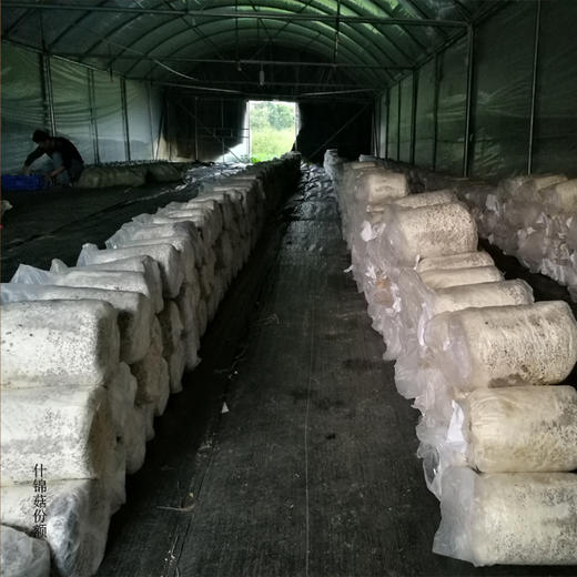 绿家自产 | 什锦菇、豆腐、豆芽份额 *Self-production| Share of eco-miscellaneous Mushroom, Tofu & mung bean sprouts 商品图4