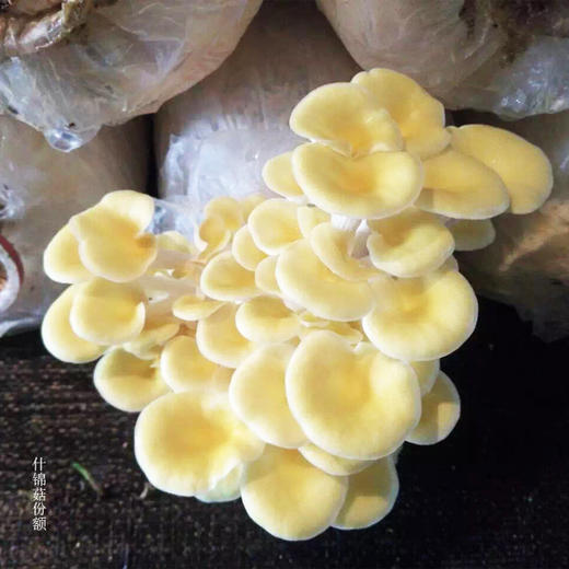 绿家自产 | 什锦菇、豆腐、豆芽份额 *Self-production| Share of eco-miscellaneous Mushroom, Tofu & mung bean sprouts 商品图2