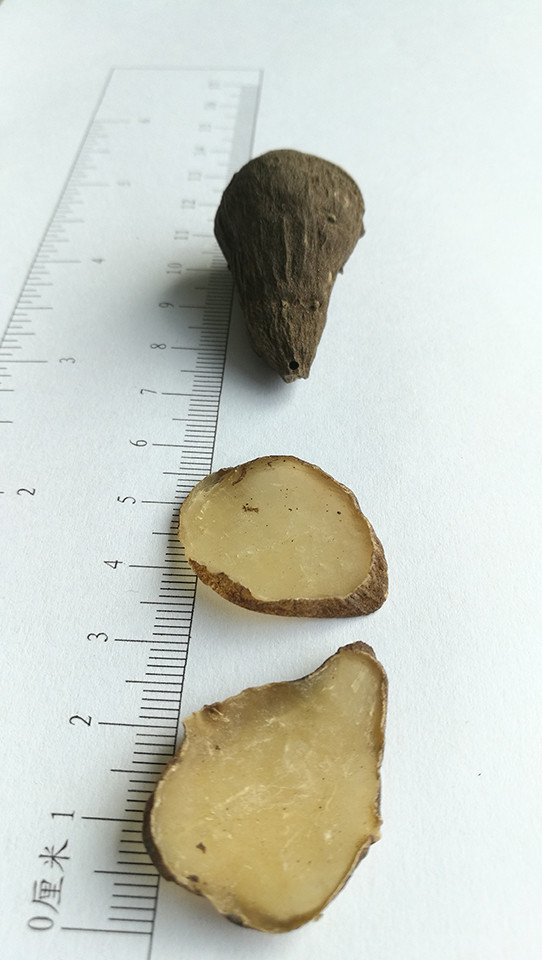 白附子:独角莲的根,治疗面瘫.