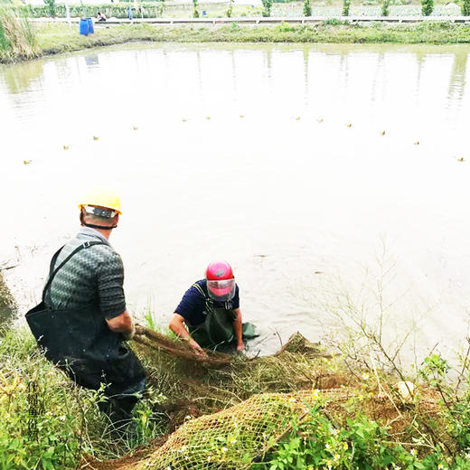 绿家自产 | 生态鱼份额 商品图1
