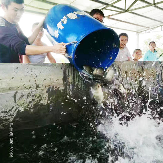 绿家自产 | 生态罗非鱼鱼排 商品图3