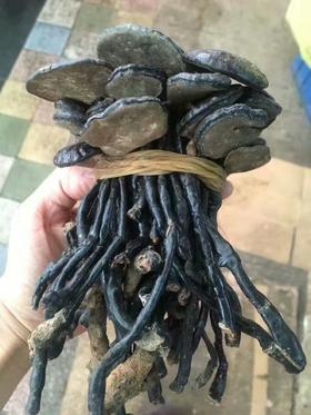 越南野生竹灵芝