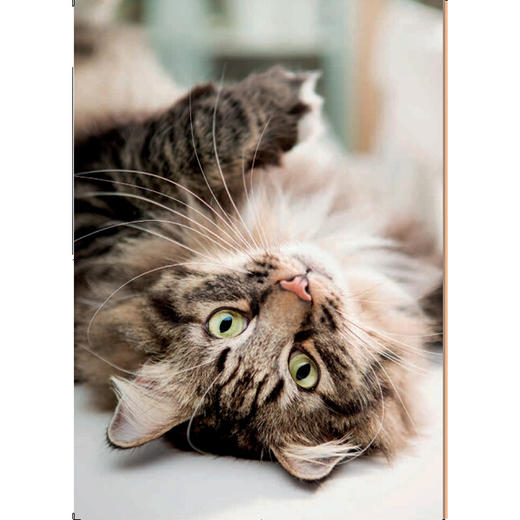 育猫全书 商品图1