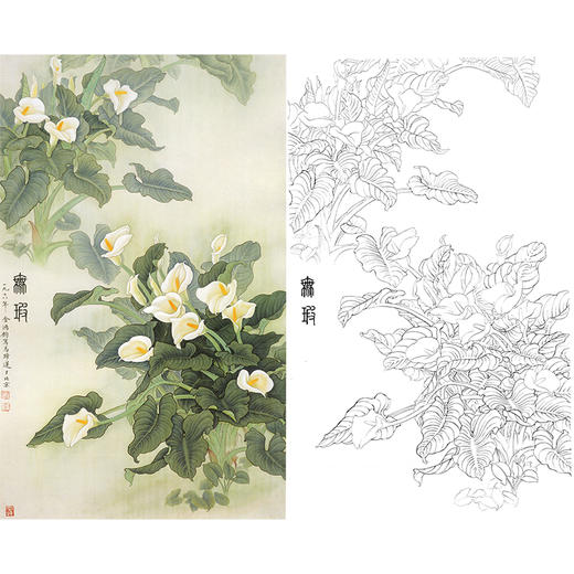 竖幅工笔花鸟白描底稿-花卉马蹄莲花-金鸿钧《无暇》-多种白描尺寸可选-JR17 商品图0