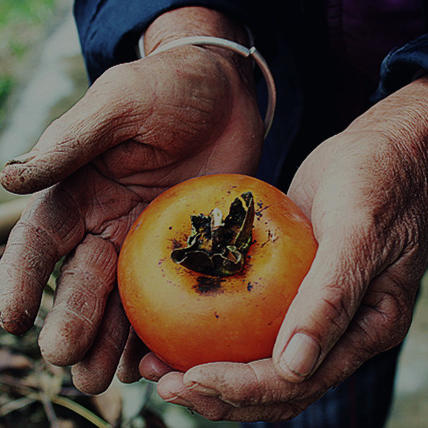 风物猎人－拾材170423200511