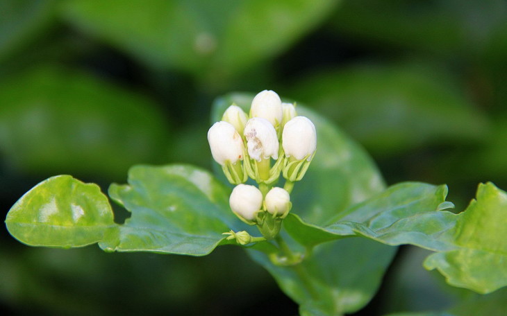 小花茉莉原精广西甜美花香身心放松香氛护肤