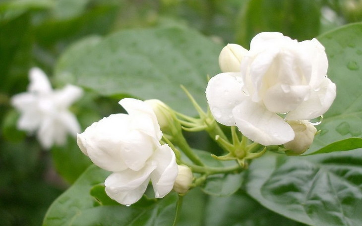 小花茉莉原精广西甜美花香身心放松香氛护肤