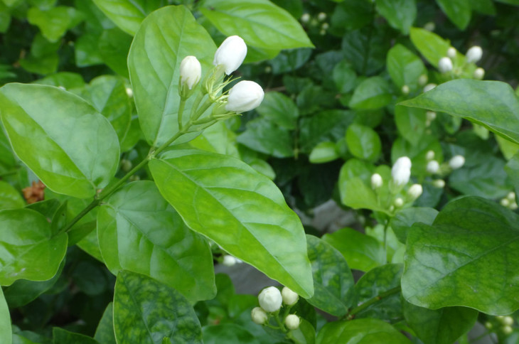 小花茉莉原精 中国