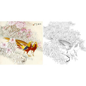 工笔花鸟白描底稿-锦鸡-王庆升《山花》斗方小品册页-多种白描尺寸可选-QB14
