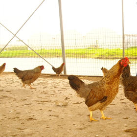 生态老母鸡（送红枣） | 绿家自产 *Eco-hens | Self-production