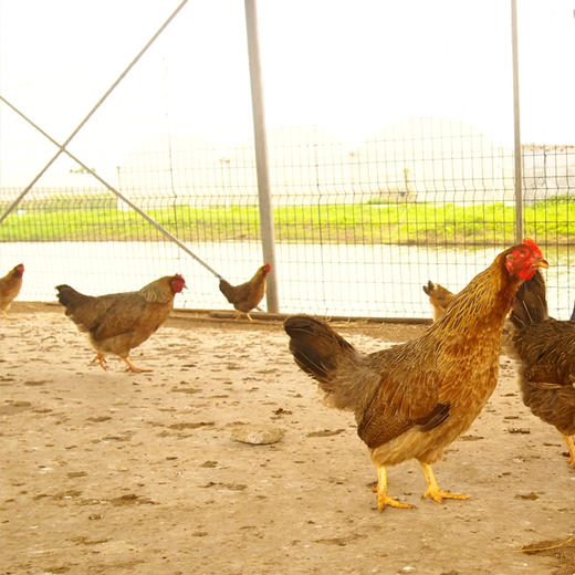 生态老母鸡（送红枣） | 绿家自产 *Eco-hens | Self-production 商品图0