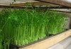 101豌豆苗  约250克 商品缩略图1