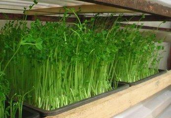 101豌豆苗  约250克 商品图1