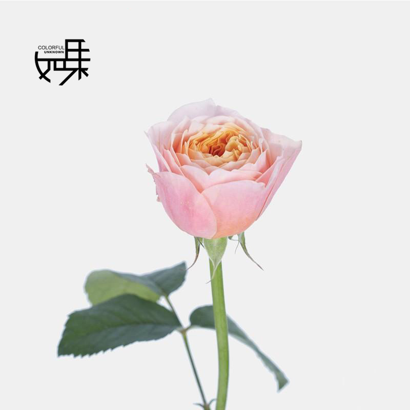 粉蝴蝶奥斯汀玫瑰(粉色渐变)10支/束