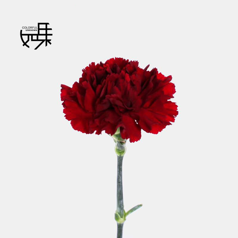 康乃馨(红色)15支/束
