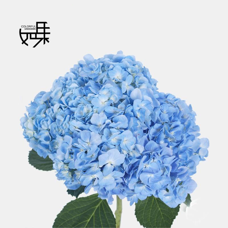 绣球花(海蓝色)1支/束