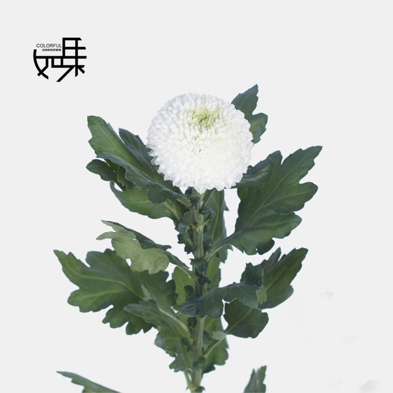 乒乓菊白色5支束