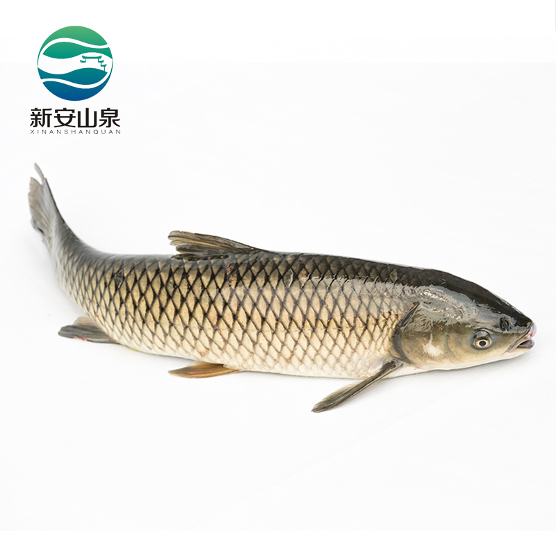 草鱼 正宗 新安山泉牌泉水有机鲩