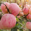 （永久下架）陕西延安红富士苹果（江浙沪包邮） 商品缩略图3