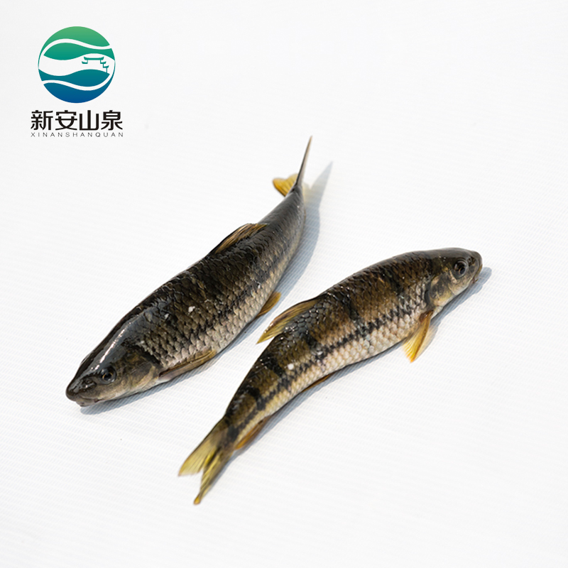 石斑鱼 光唇鱼 石斑鱼 泉水鱼冷水鱼
