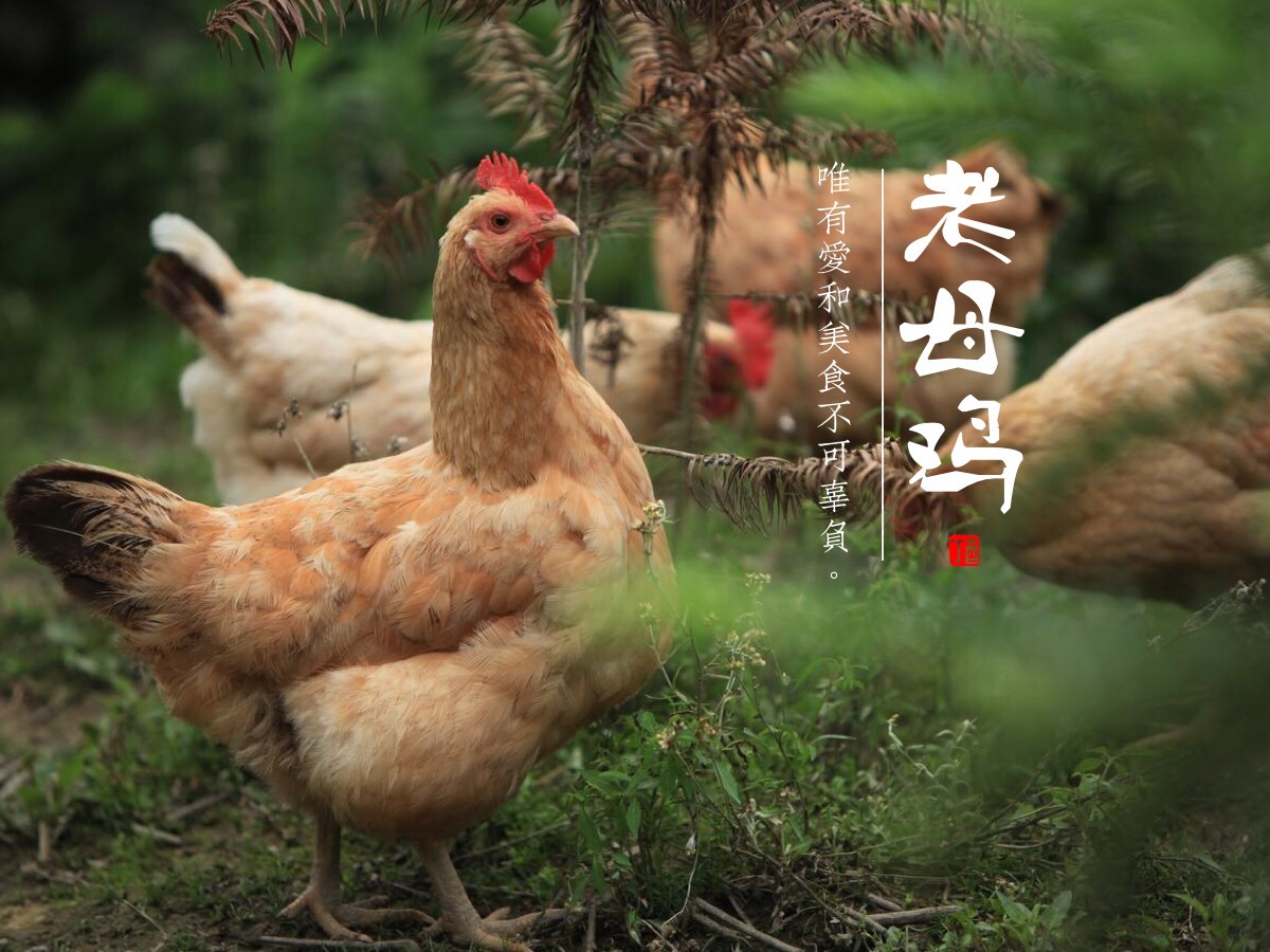 皖南黄脚老母鸡