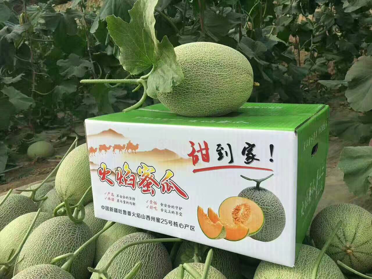 哈密瓜·西州蜜25号·火焰蜜瓜(蜜哥)