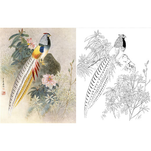 工笔花鸟白描底稿-锦鸡-王庆升《白腹锦鸡》斗方小品册页-多种白描尺寸可选-QB19 商品图0
