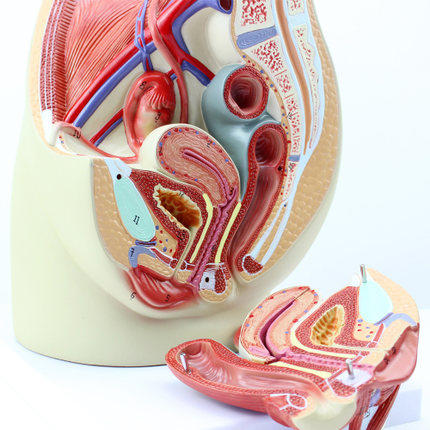 现货速发【医教模型】enovo颐诺女性盆腔解剖模型生殖泌尿子宫妇科