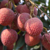 【预售】广东茂名荔枝——翠红 商品缩略图3