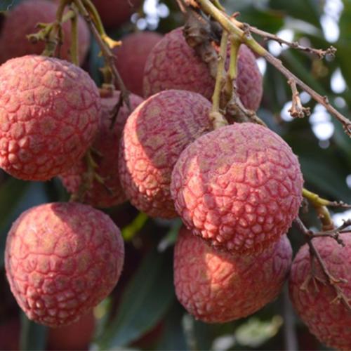 【预售】广东茂名荔枝——翠红 商品图3