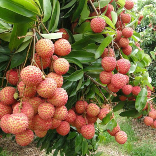 【预售】广东茂名荔枝——桂味 商品图3