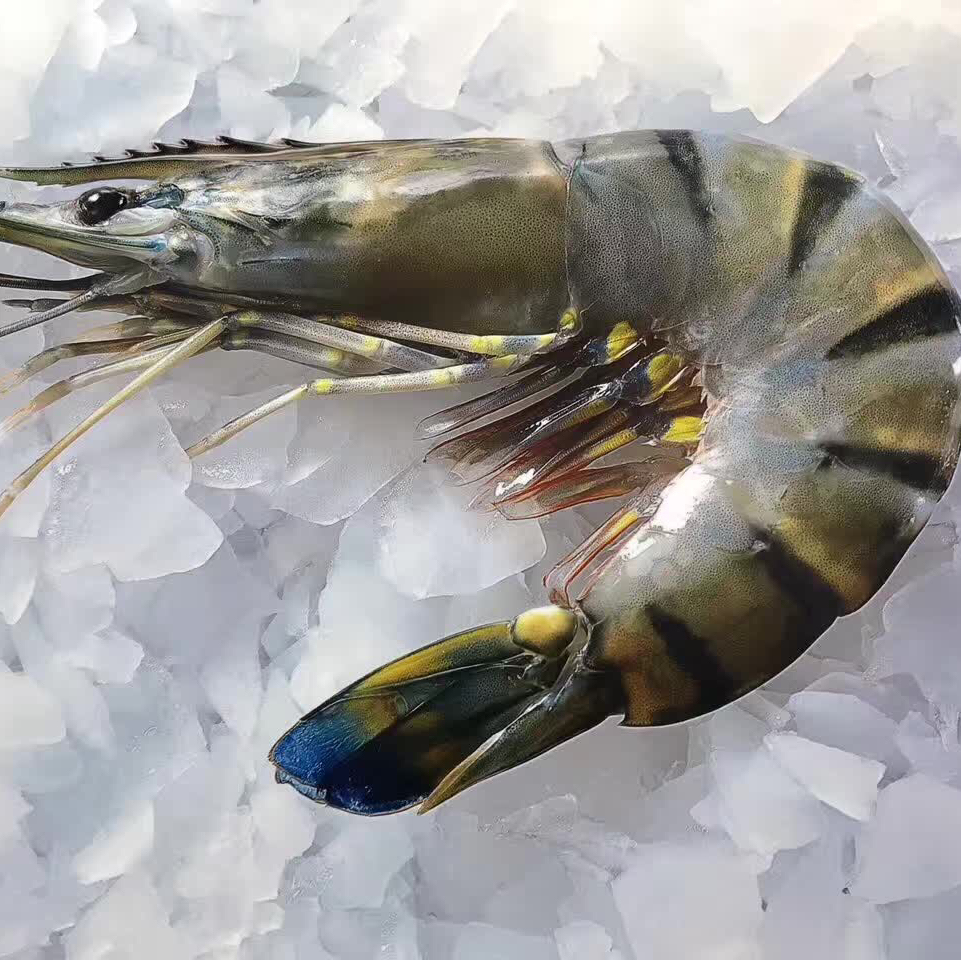 【已过核酸检测】马达加斯加海虎虾运费顺丰到付