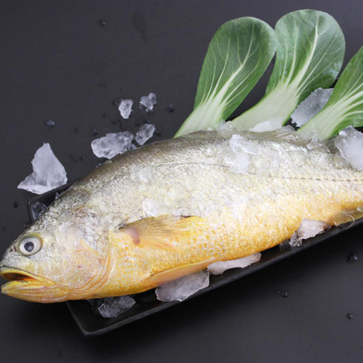大黄花鱼（500g/条） 商品图2