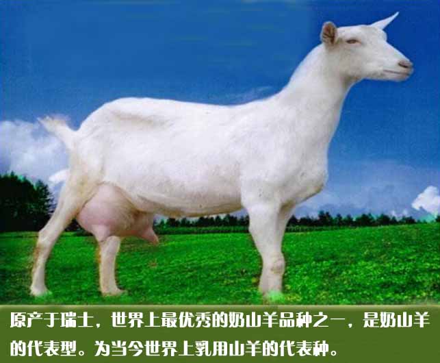 00 种类:  莎能奶山羊 立即购买     /      支付: 微信支付银行卡