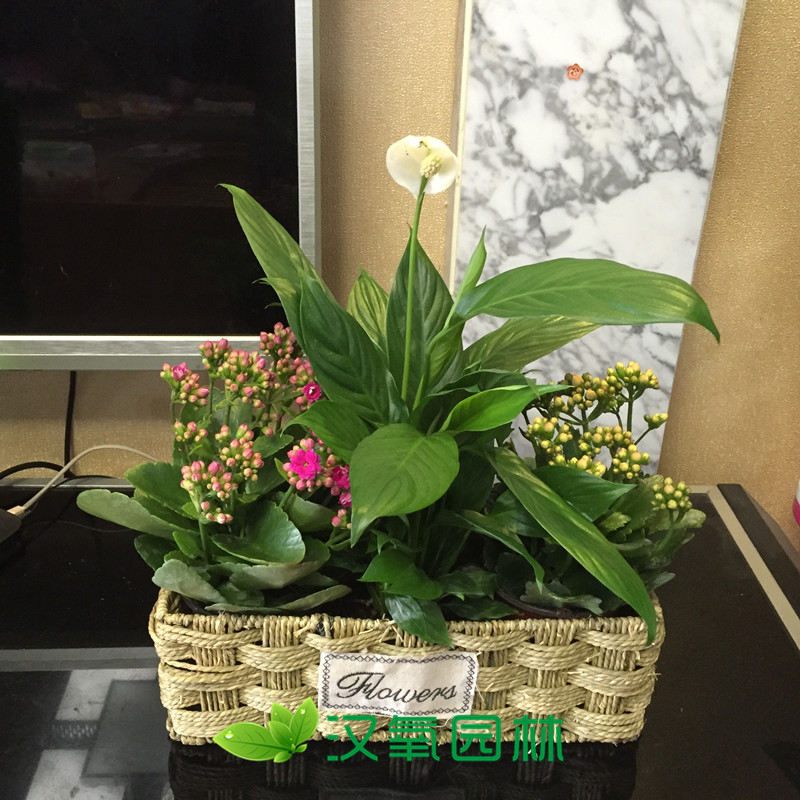时令鲜花植物长寿花盆栽开花植物办公桌小型绿植花卉
