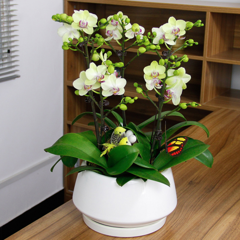 小蝴蝶兰精品盆栽桌面花卉室内高级年宵花植物送礼