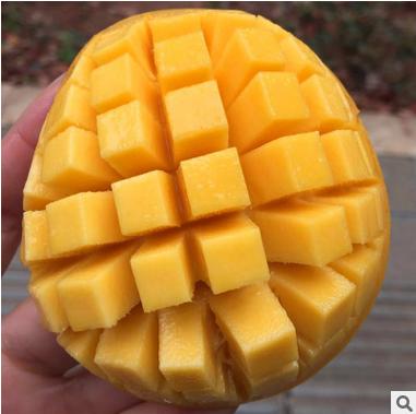 【芒果】圣德龙芒果新鲜水果小鸡芒果香甜香芒果5斤大果胜台农芒 商品图3