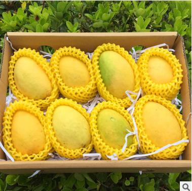 【芒果】圣德龙芒果新鲜水果小鸡芒果香甜香芒果5斤大果胜台农芒 商品图5